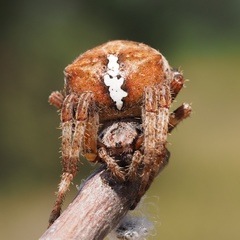 Araneus