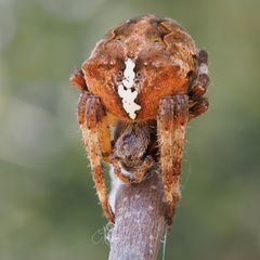 Araneus