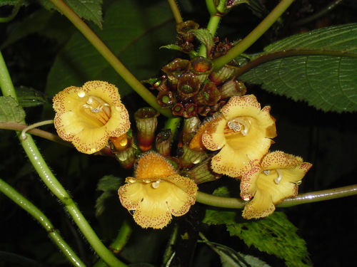 Solenophora
