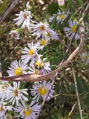 Euodynerus foraminatus