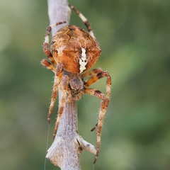 Araneus