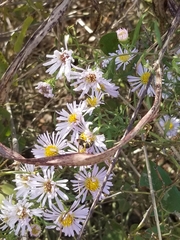 Euodynerus foraminatus