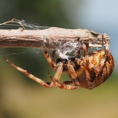 Araneus