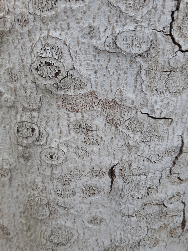 Neonectria faginata image