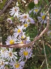 Euodynerus foraminatus