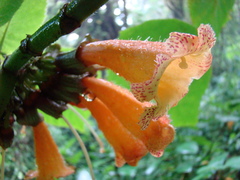 Solenophora calycosa
