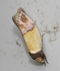 Hemibela thymodes