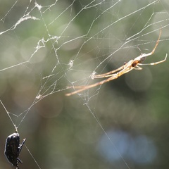 Tetragnatha