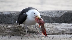 Larus marinus