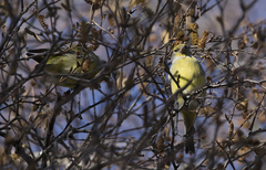 Carduelis citrinella