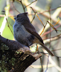 Baeolophus inornatus