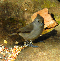 Baeolophus inornatus