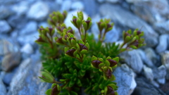 Veronica colostylis