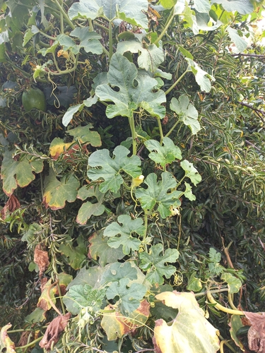 Image of Cucurbita ficifolia by (c) Florencia Luna, some rights reserved (CC BY)