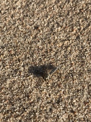 Laphystia