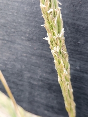 Sporobolus spartinae, photograph Jo Roberts, CC BY, iNaturalist via GBIF