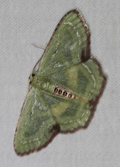 Metallochlora lineata