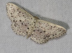Idaea punctatissima