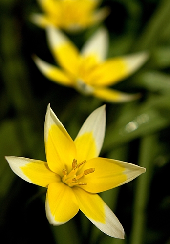 How to identify Tulipa urumiensis Stapf