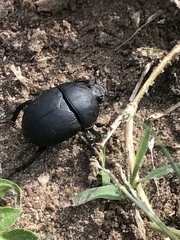 Geotrupes opacus