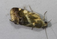 Acontia detrita