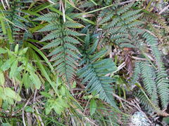 Polystichum neozelandicum neozelandicum