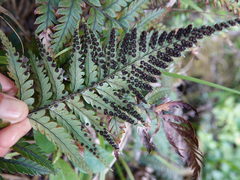 Polystichum neozelandicum neozelandicum
