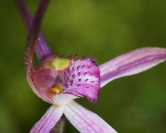 Caladenia rosella