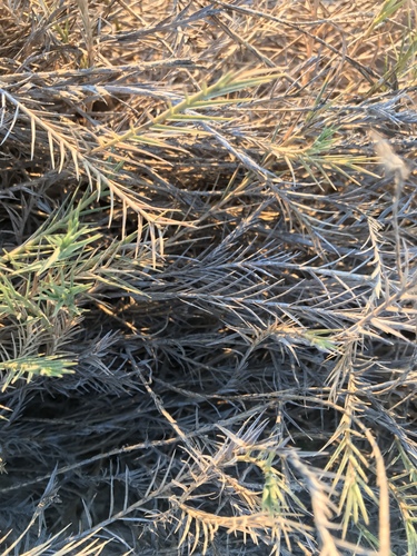 Palmer's Saltgrass (Distichlis palmeri)