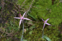 Caladenia rosella