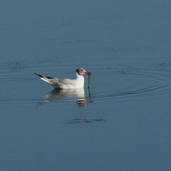 Chroicocephalus ridibundus