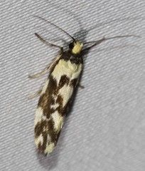 Lactura cristata