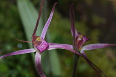 Caladenia rosella