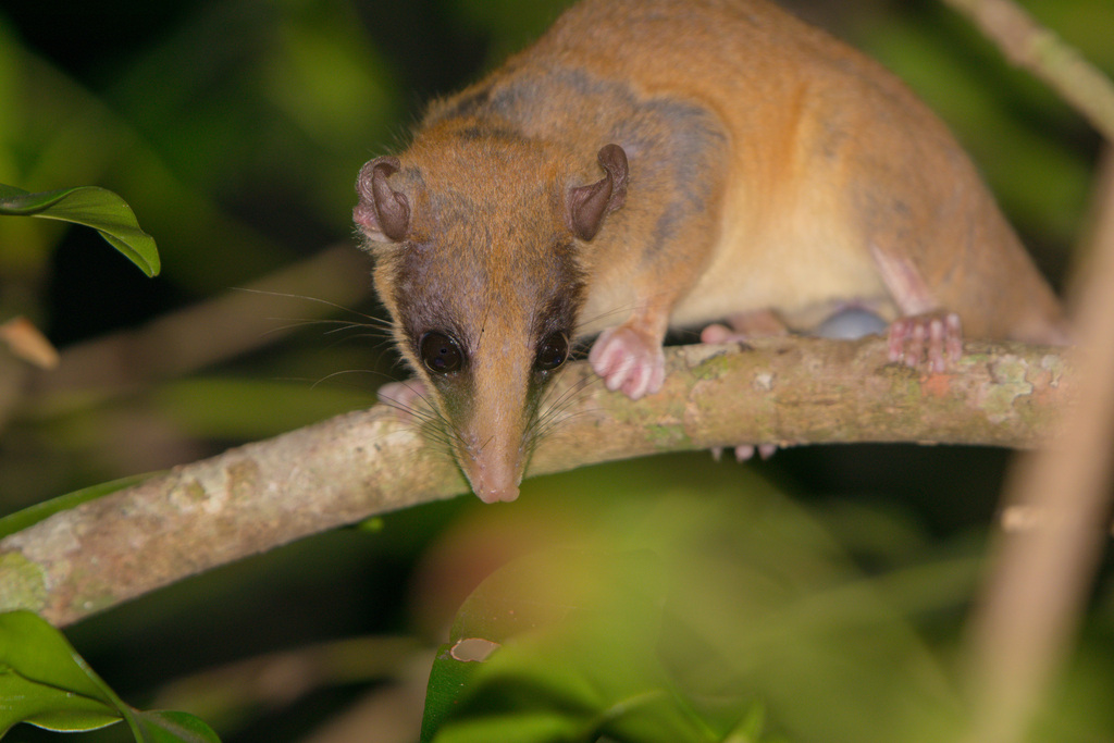 Mexican Mouse Opossum