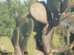 Opuntia jaliscana