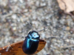 Chrysolina analis