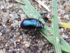 Chrysolina analis