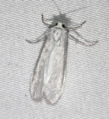 Tipanaea patulella