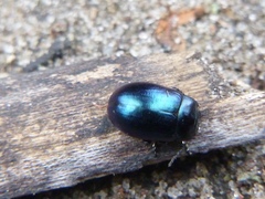 Chrysolina analis