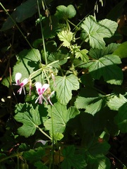 Pelargonium greytonense