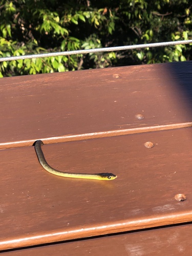 Common Tree Snake sighting