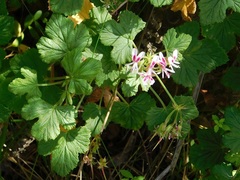 Pelargonium greytonense