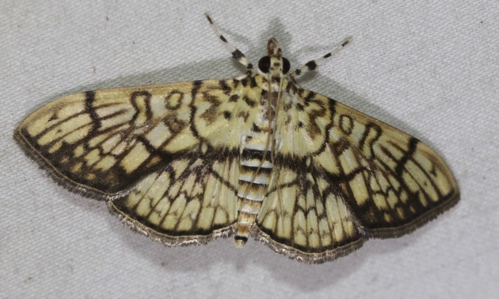 Haritalodes obliqualis