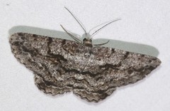 Scioglyptis canescaria