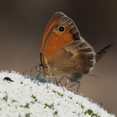 Coenonympha pamphilus