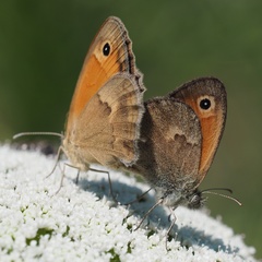 Coenonympha pamphilus