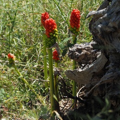 Arum italicum