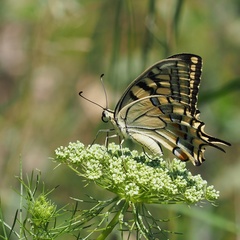 Papilio machaon