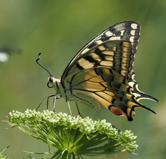 Papilio machaon