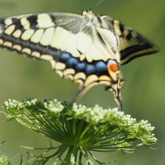 Papilio machaon